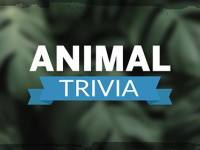 Animal Trivia HD